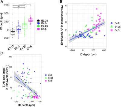 Effects of blastocyst elongation and implantation chamber formation on the alignment of the embryonic axis and uterine axis in mice